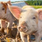 pigs