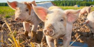 pigs