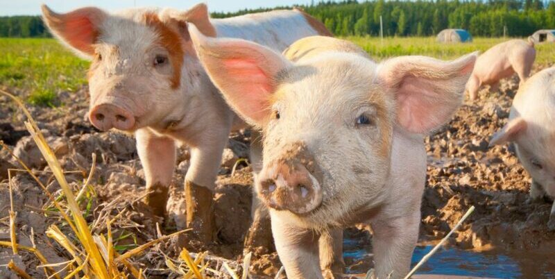 pigs